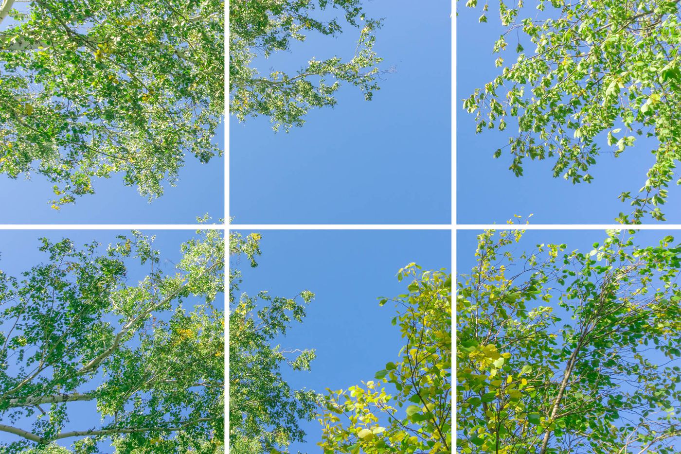 6 panelen (3x2), samenstelling 5