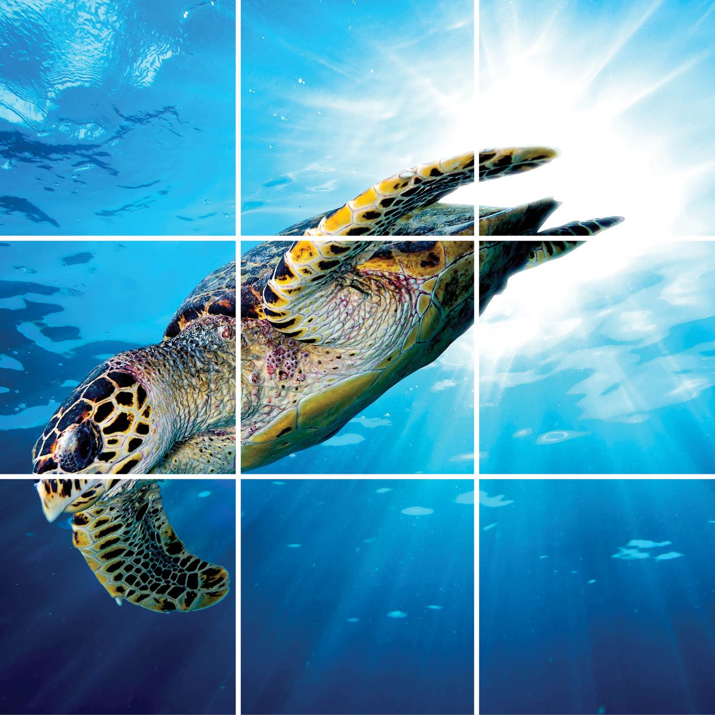 9 panelen (3x3)