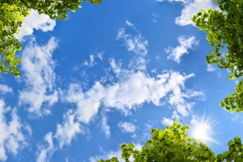 Panneau LED S&L, Nuages de lumière du jour avec des arbres au plafond, cabinet