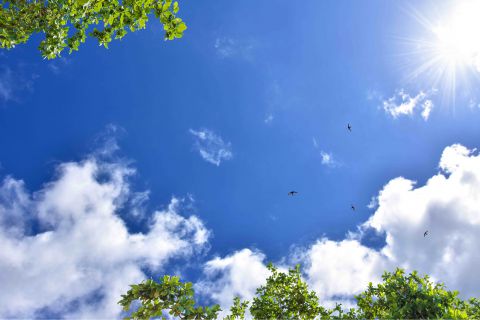 Panneau LED Ciel - Plafond Photo Nuage et Forêt - Lampesonline